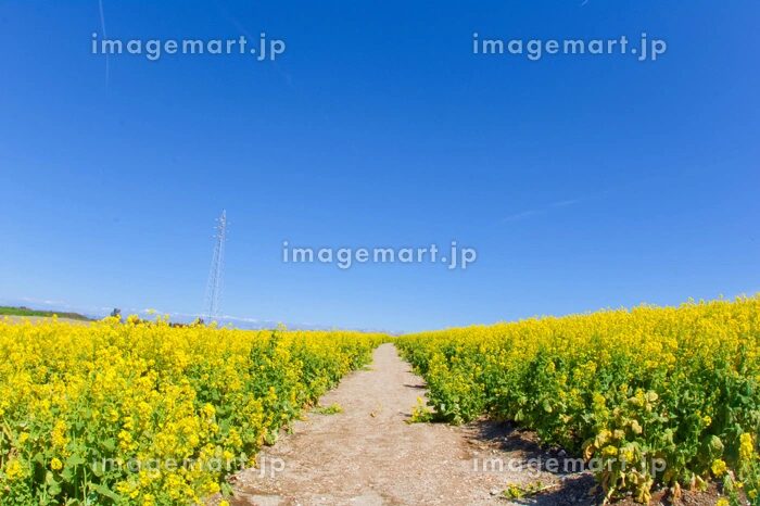 菜の花畑