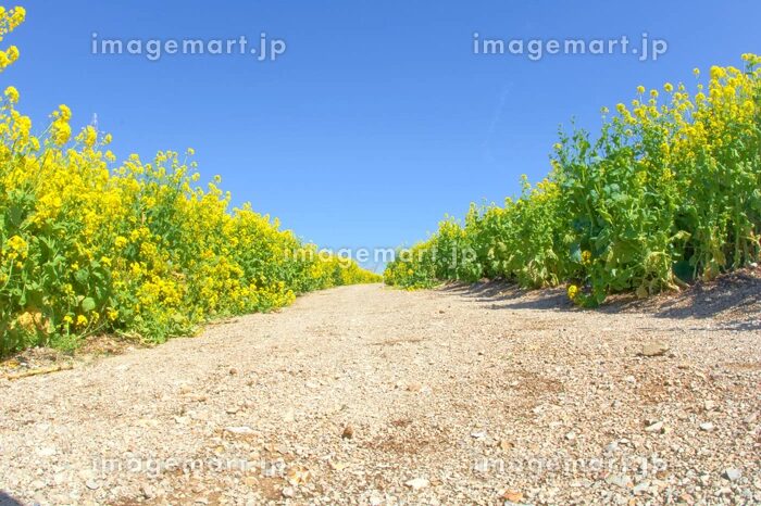 菜の花畑