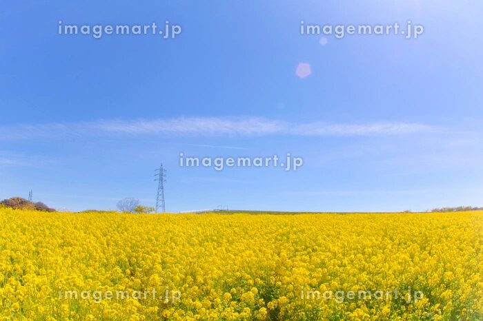 菜の花畑