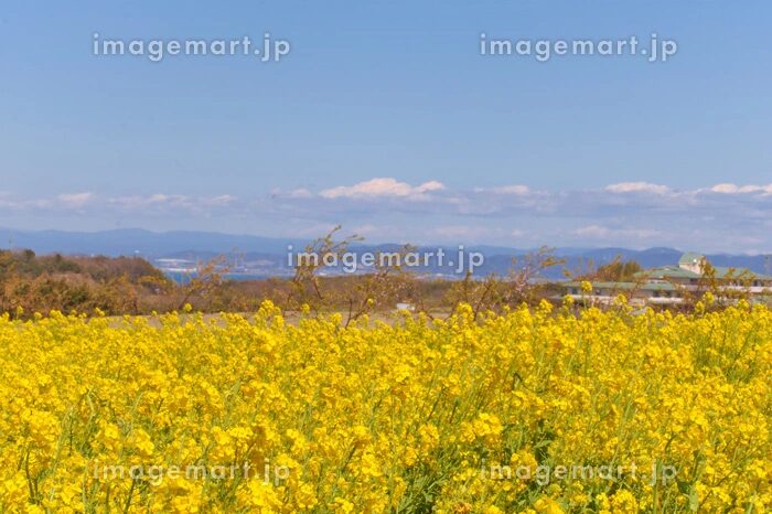 菜の花畑