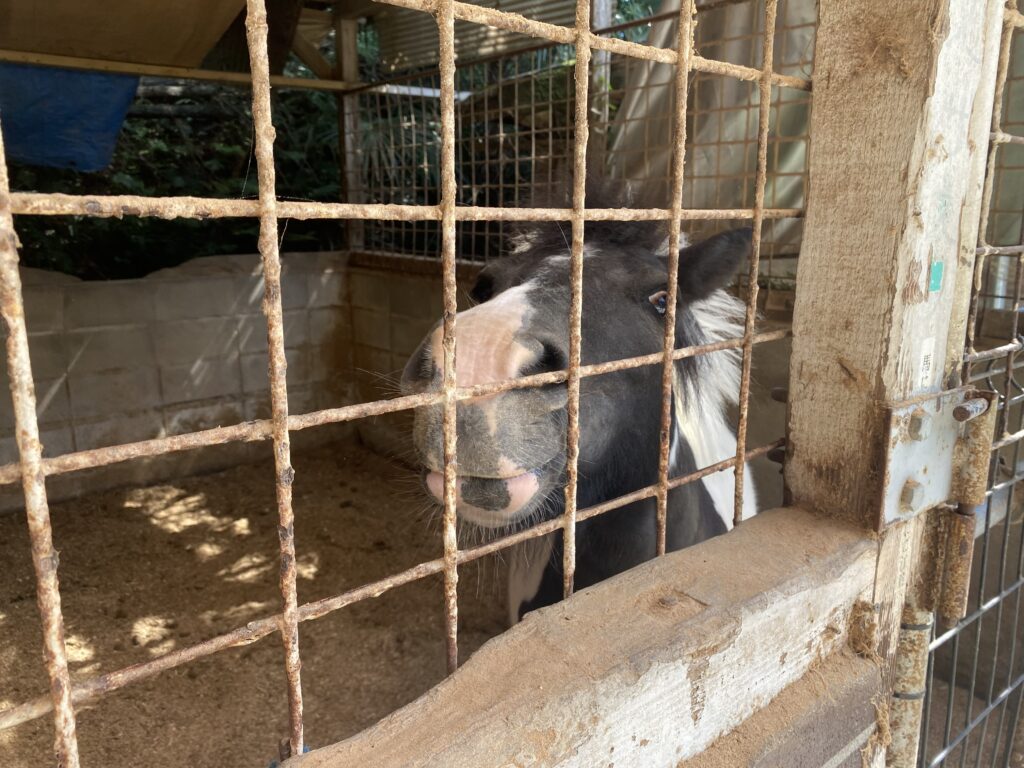 ポニーの馬屋