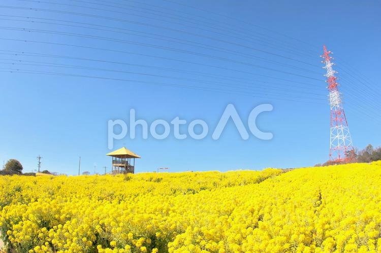 愛知牧場の菜の花畑