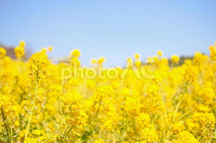 愛知牧場の菜の花畑