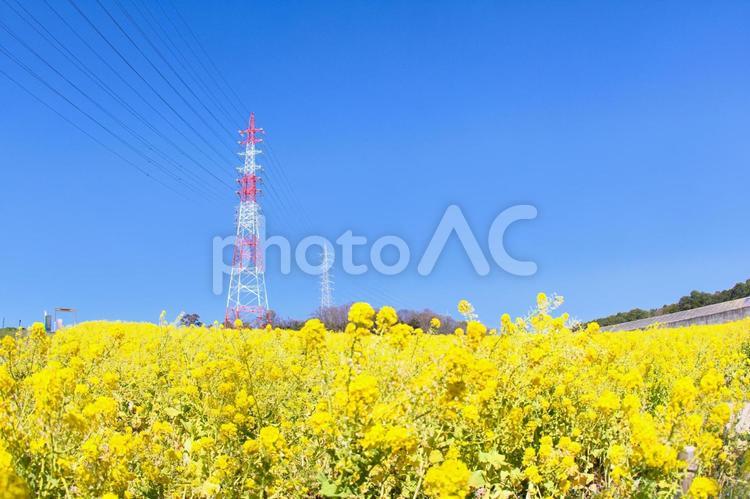 愛知牧場の菜の花畑